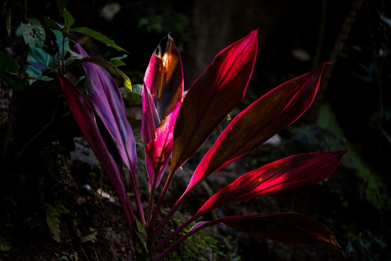 Volcano Gold Loft La Fortuna ภายนอก รูปภาพ